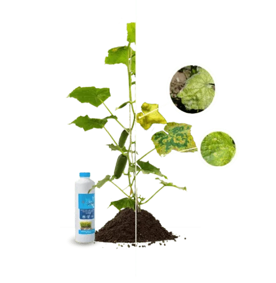 Вирощування і виробництво арахісу