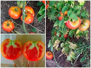 Правильна посадка томатів - запорука хорошого врожаю!