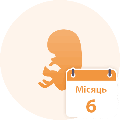 Вагітність по тижнях, місяцям та триместрам: календар вагітності ...