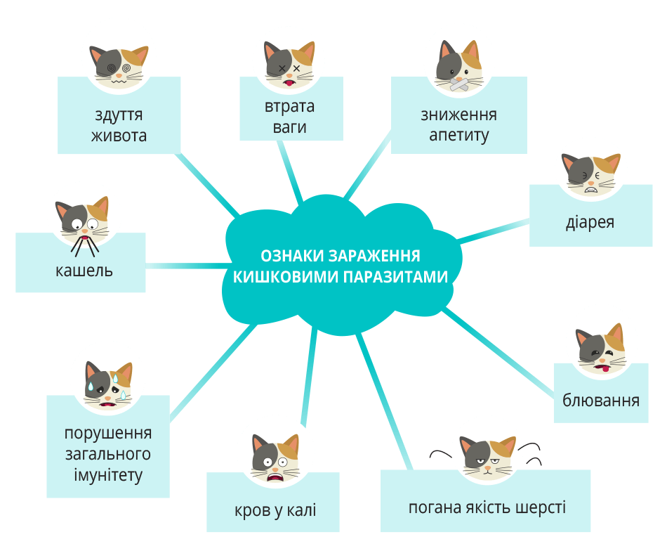 Ознаки глистів у кішки та рекомендації щодо лікування ᐈ MasterZoo