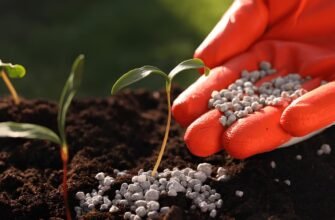 Які добрива потрібно вносити восени: повний гайд для городників
