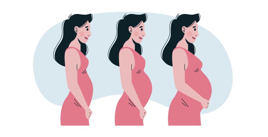 Календар Вагітності по Тижням та Триместрам - ДІЛА