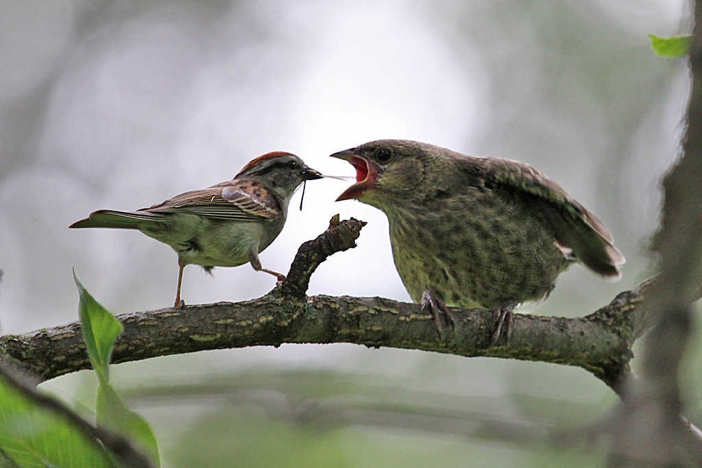 2 вересня / ЧОМУ ЗОЗУЛЯ НЕ ХОЧЕ ДІТЕЙ ВИХОВУВАТИ? - YouTube