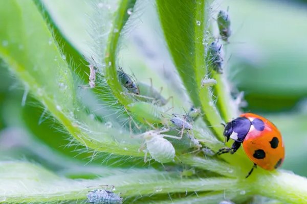 Чотири способи захистити ваш сад від шкідників