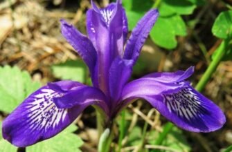 Зозулинець: лікувальні властивості та застосування у народній медицині