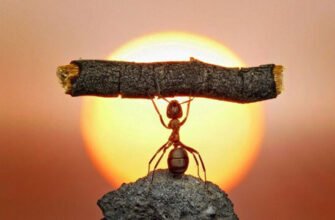 Зубр: захоплюючі факти про величну тварину Європи і її життя