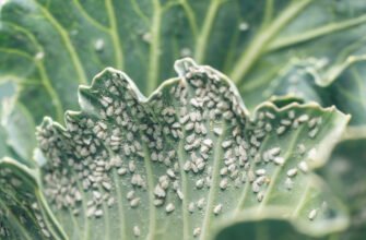 Аміак як ефективний засіб проти білокрилки на капусті: поради та досвід