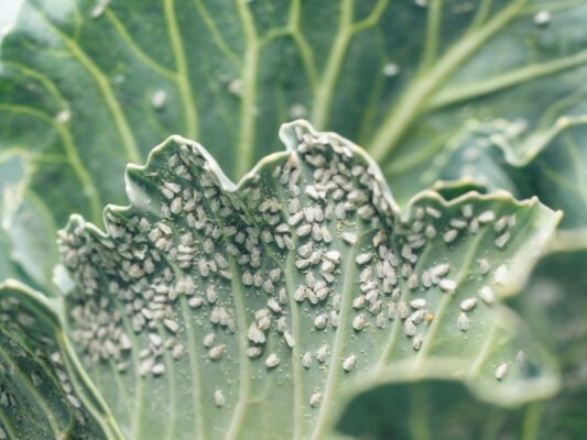 Аміак як ефективний засіб проти білокрилки на капусті: поради та досвід