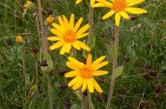 Арніка: Застосування та Користь. Від Чого Дійсно Допомагає?