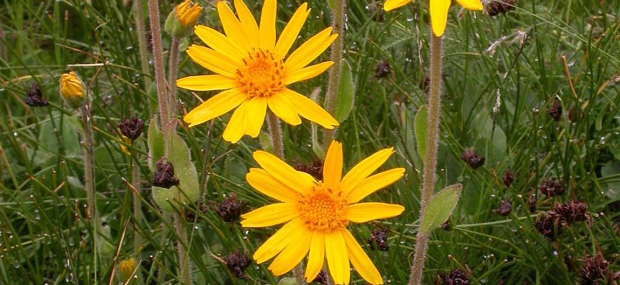 Арніка: Застосування та Користь. Від Чого Дійсно Допомагає?