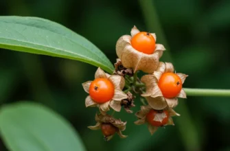 Ашваганда: Від чого допомагає і як використовувати цей суперфуд?