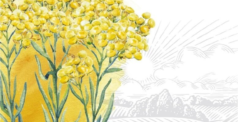 Безсмертник: від яких захворювань допомагає і як його застосовувати