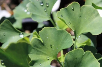 Білобам Гінкго: Від Чого Допомагає Цей Древній Листяний Засіб?