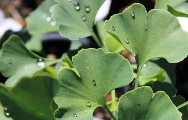 Білобам Гінкго: Від Чого Допомагає Цей Древній Листяний Засіб?