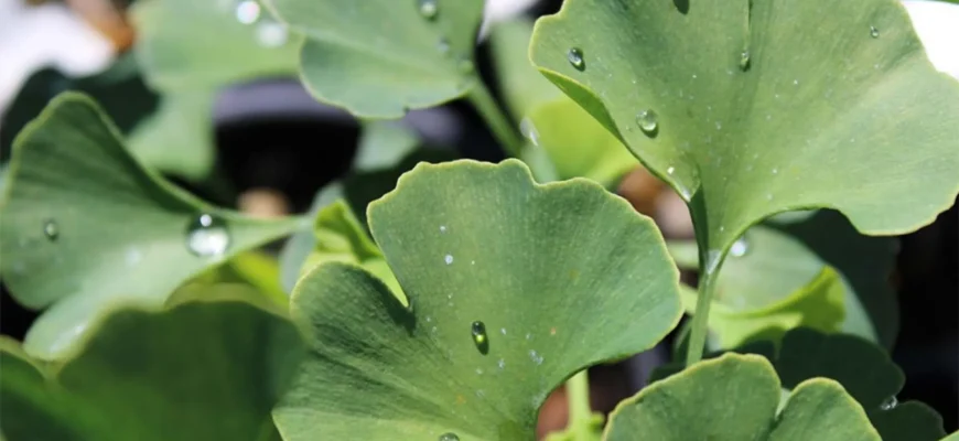 Білобам Гінкго: Від Чого Допомагає Цей Древній Листяний Засіб?