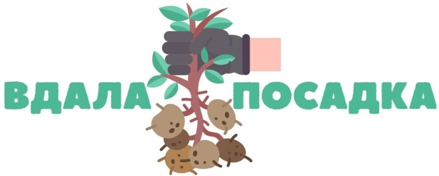 Bros від мурах: покрокова інструкція з ефективного застосування