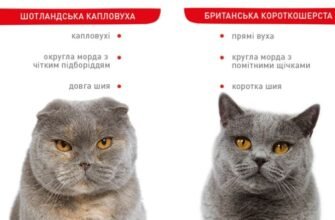 Британський кіт vs шотландський: ключові відмінності двох порід