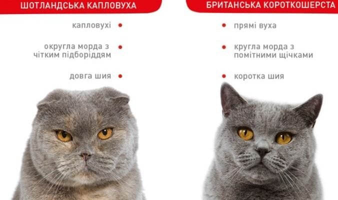 Британський кіт vs шотландський: ключові відмінності двох порід