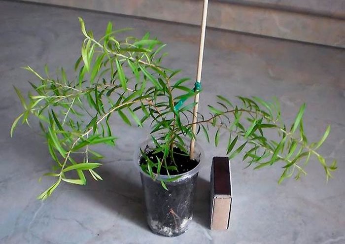 Чайне дерево (мелалеука) - догляд в домашніх умовах