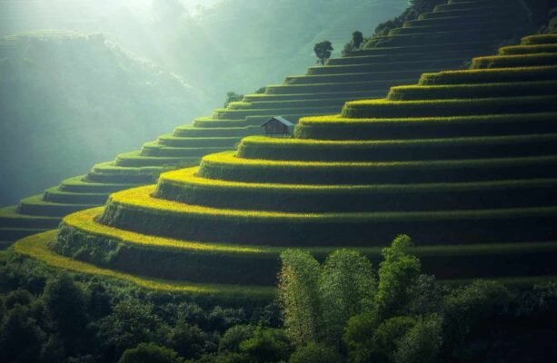 Чайне дерево: від яких проблем допомагає та як застосовувати efektовно?