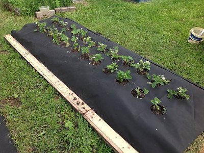 Якої щільності краще вибрати агроволокно від бур'янів - магазин RAMI