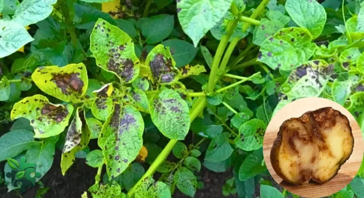 Чи безпечно кропити картоплю проти фітофтори під час цвітіння?