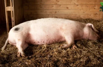 Чи можна свиноматці давати засоби від глистів: рекомендації ветеринарів