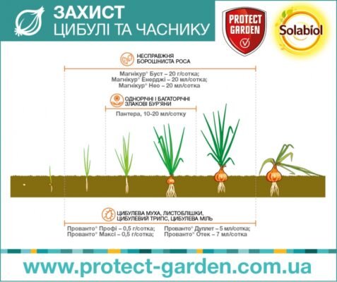 Чим обробити часник від бур’янів: ефективні засоби та поради Чим обробити часник від бур’янів: ефективні засоби та поради