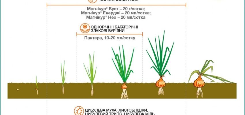 Чим обробити часник від бур’янів: ефективні засоби та поради