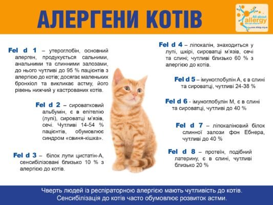 Домашні засоби для допомоги коту при алергії: ефективні поради