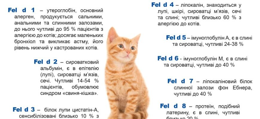 Домашні засоби для допомоги коту при алергії: ефективні поради
