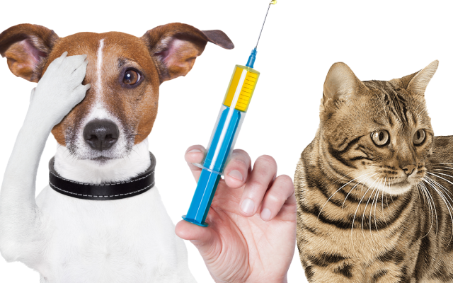 Доступна ціна на вакцину проти сказу для собак у 2023 році.