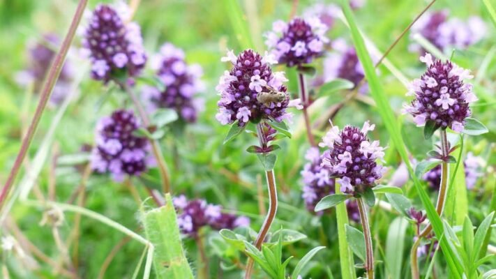 Досвід використання чебрецю для подолання алкогольної залежності: відгуки Досвід використання чебрецю для подолання алкогольної залежності: відгуки