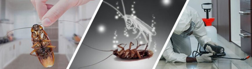 Ефективна дезінфекція від тарганів у Києві: ваш надійний захист