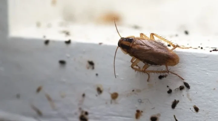 Ефективна дезінфекція: як позбутися тарганів назавжди в вашій оселі