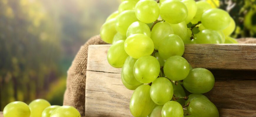 Ефективна обробка винограду від хвороб: поради та рекомендації