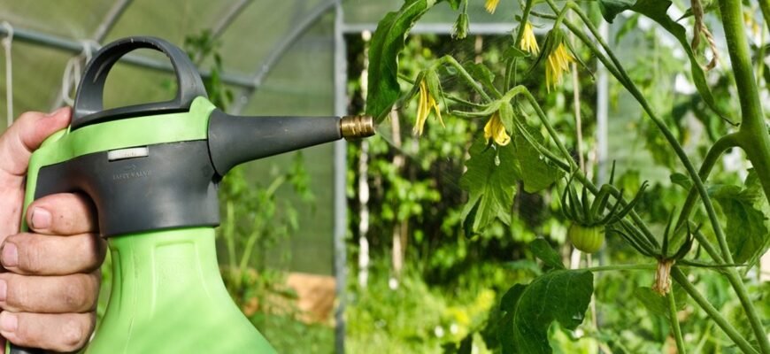 Ефективні біопрепарати проти фітофтори: захистіть свої рослини