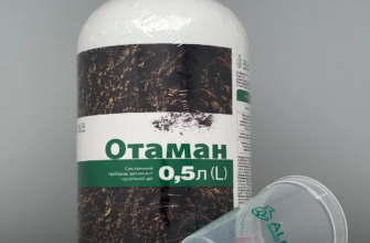 Ефективні гербіциди для боротьби з берізкою: огляд і рекомендації