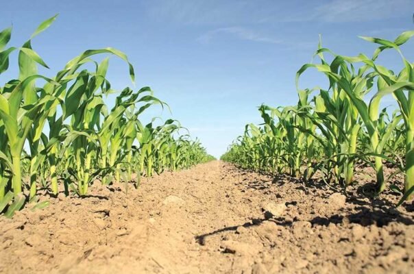 Ефективні гербіциди для контролю пирію в посівах кукурудзи — огляд лідерів.