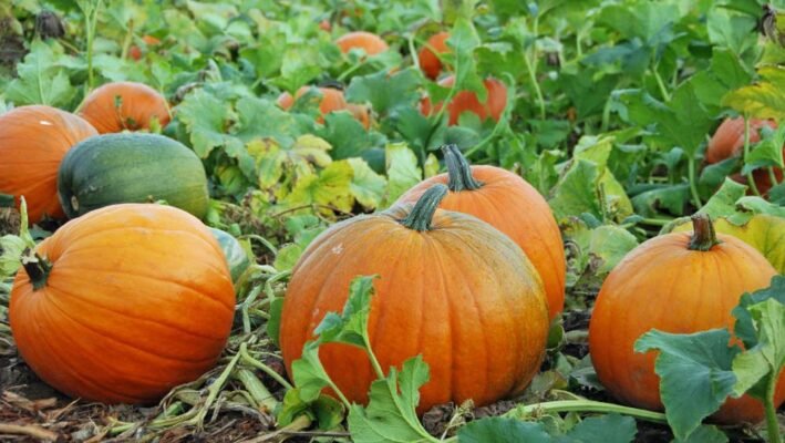 Ефективні гербіциди для захисту гарбузів від бур’янів: вибір та поради