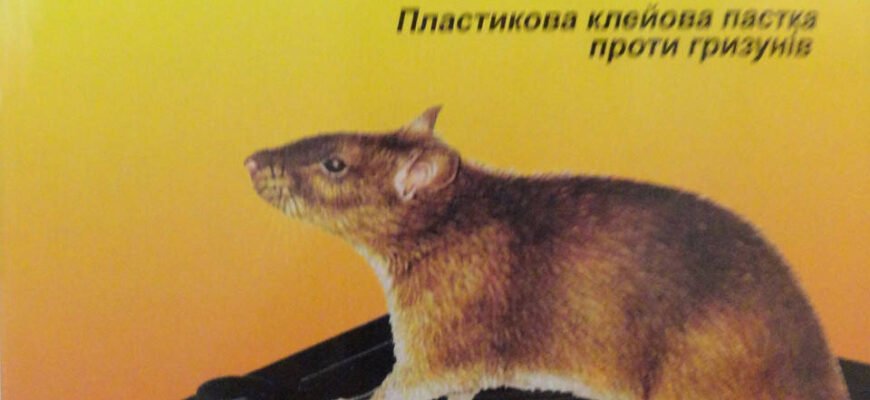 Ефективні липучки від мишей: як вибрати та використовувати правильно