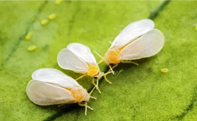 Ефективні методи боротьби з білокрилкою: поради експертів