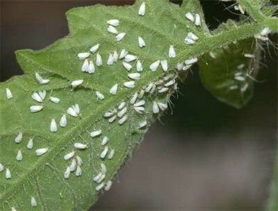 Як позбутися білокрилки: ТОП-8 засобів проти шкідника