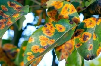 Ефективні методи боротьби з іржею на грушах: поради садівникам