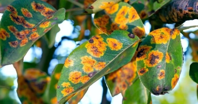 Ефективні методи боротьби з іржею на грушах: поради садівникам