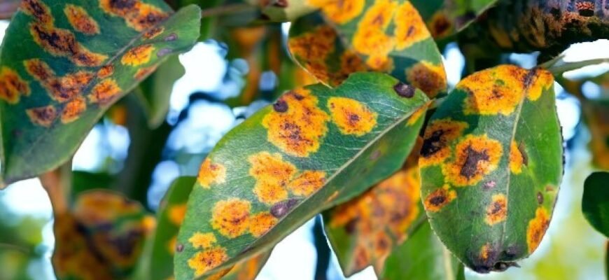 Ефективні методи боротьби з іржею на грушах: поради садівникам