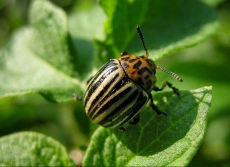 Ефективна боротьба з колорадським жуком