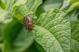 Ефективні методи боротьби з колорадським жуком: поради для садівників