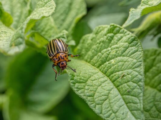 Ефективні методи боротьби з колорадським жуком: поради для садівників
