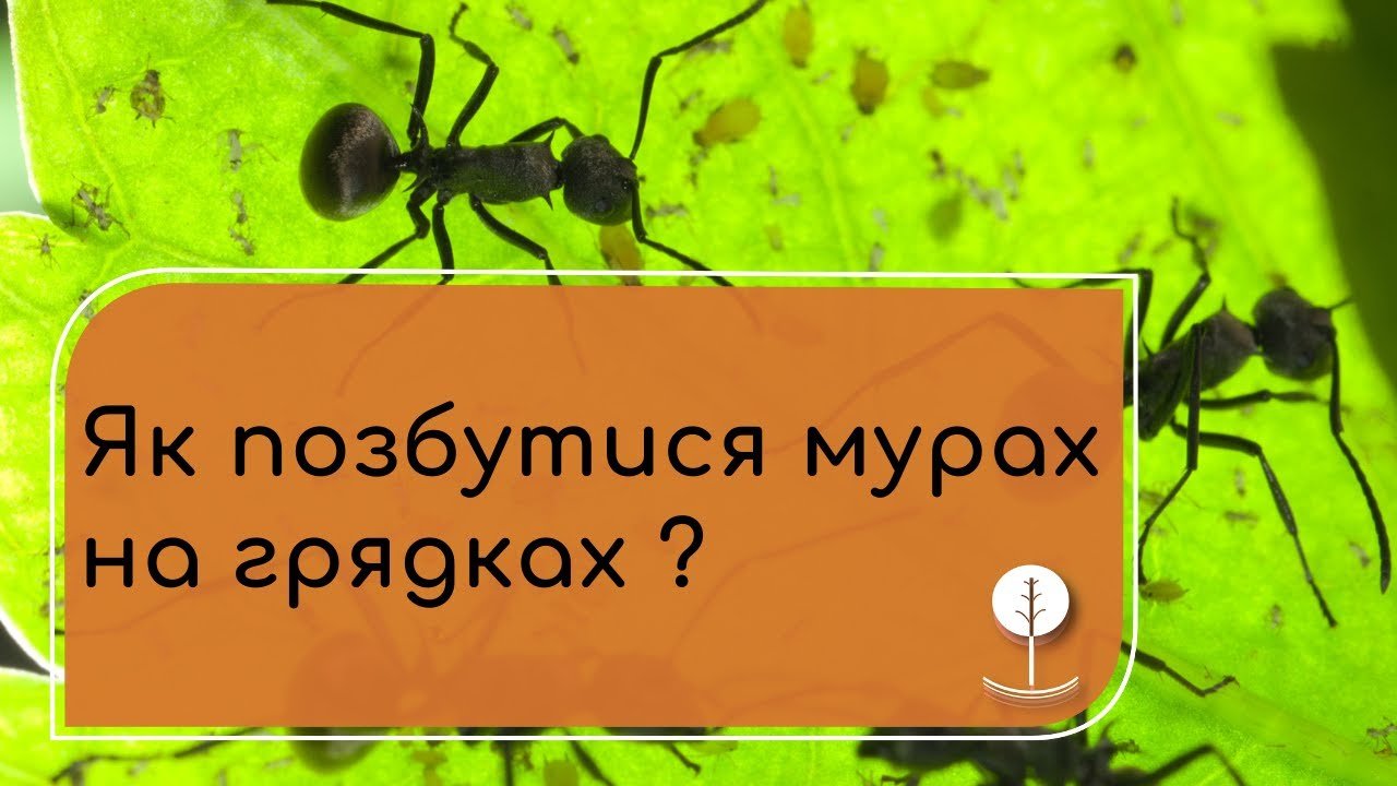 Як позбутися мурах на грядках? Перевірений спосіб. Швидко і зрозуміло.